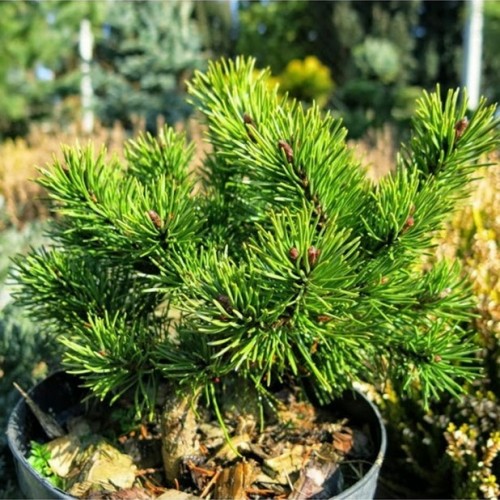 Pušis kalninė (Pinus mugo) 'KLOSTERKOTTER'