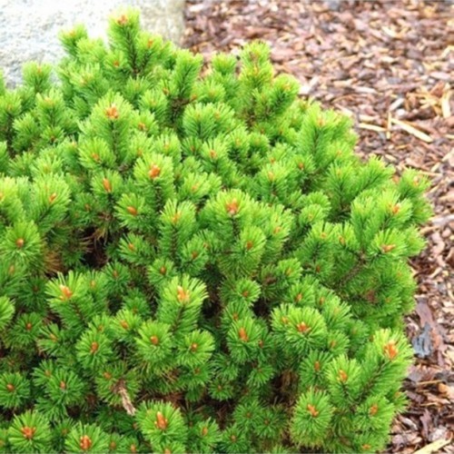 Pušis kalninė (Pinus mugo) 'PETERLE'