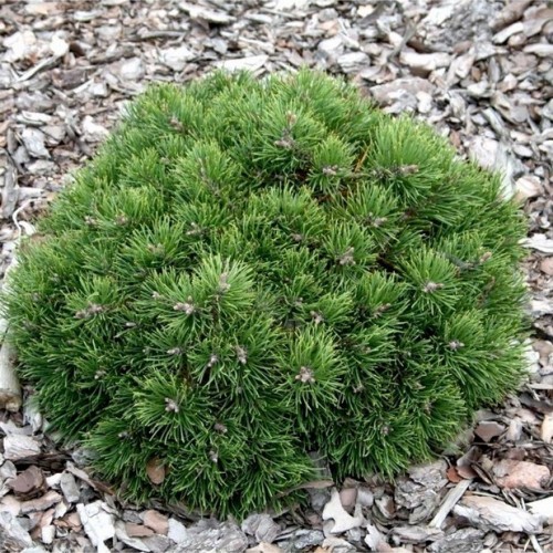 Pušis kablelinė (Pinus uncinata) 'GRÜNE WELLE'