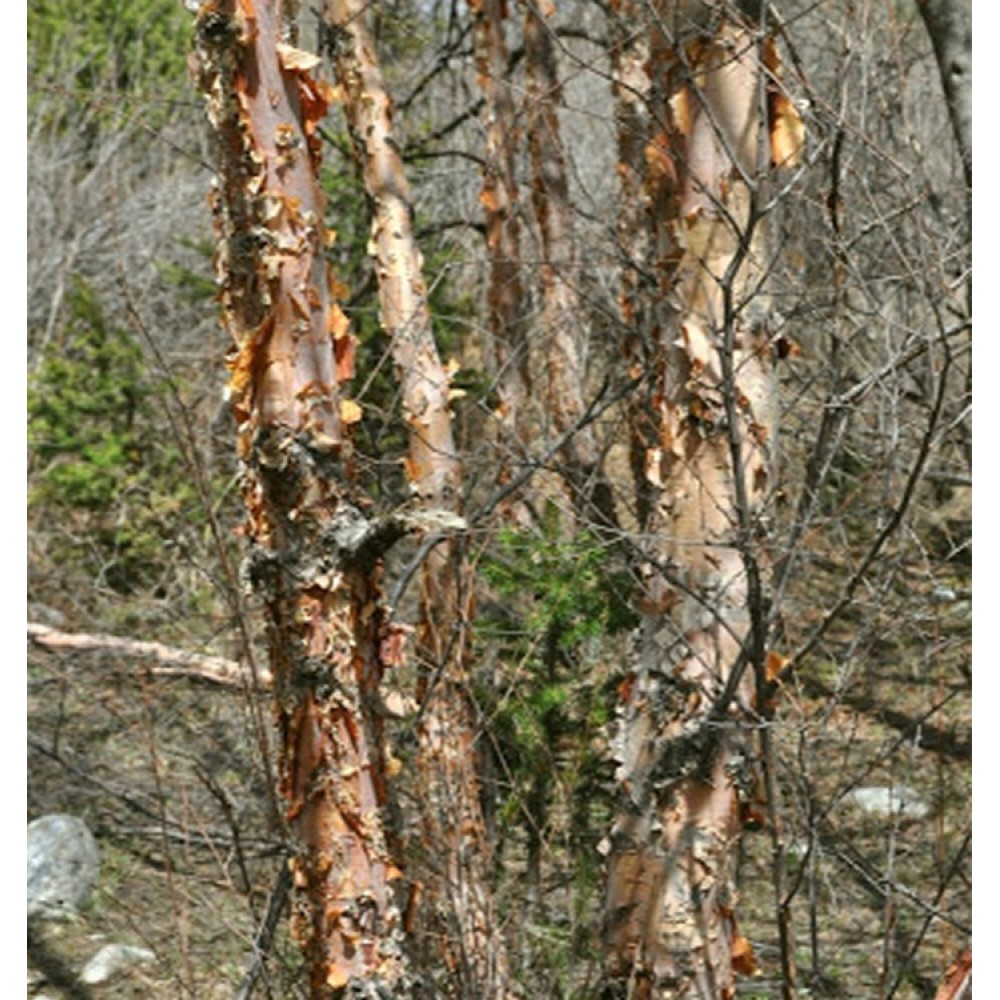 Beržas (Betula tianschanica)