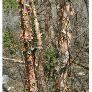Beržas (Betula tianschanica)