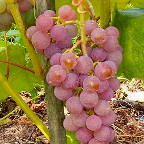 Vynuogė (Vitis vinifera) 'RELIANCE'