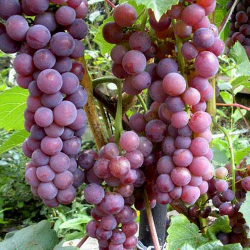 Vynuogė (Vitis vinifera) 'SWENSON RED'