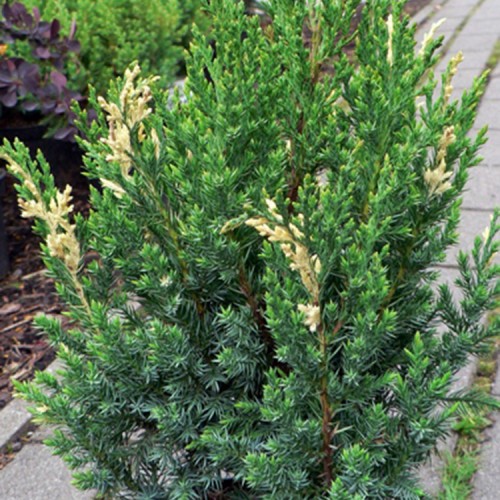 Kadagys kininis (Juniperus chinensis) 'STRICTA VARIEGATA'