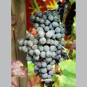 Vynuogė (Vitis vinifera) 'WYNOSLIWYJ'