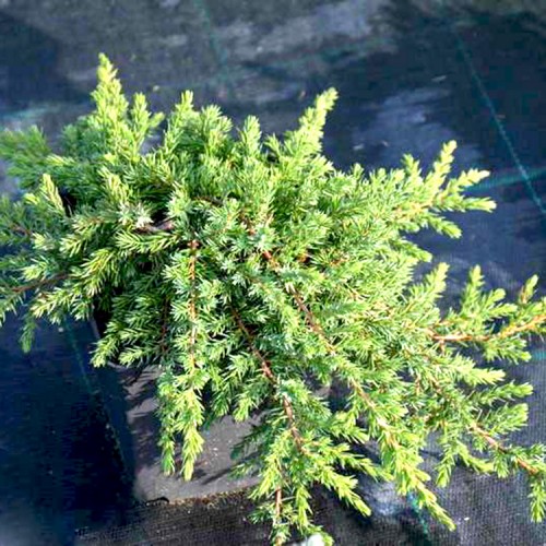Kadagys paprastasis (Juniperus communis) 'GREENMANTLE'