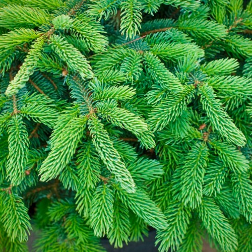 Eglė ajaninė (Picea jezoensis) 'NANA'