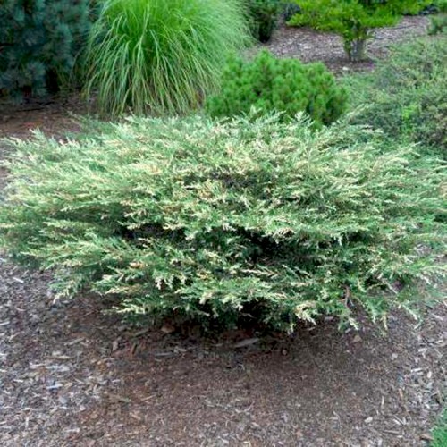 Juniperus communis / Kadagys paprastasis “SPOTTY SPREADER”