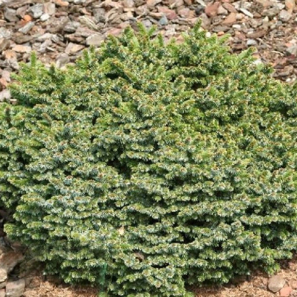 Eglė serbinė (Picea omorika) 'PIMOKO'