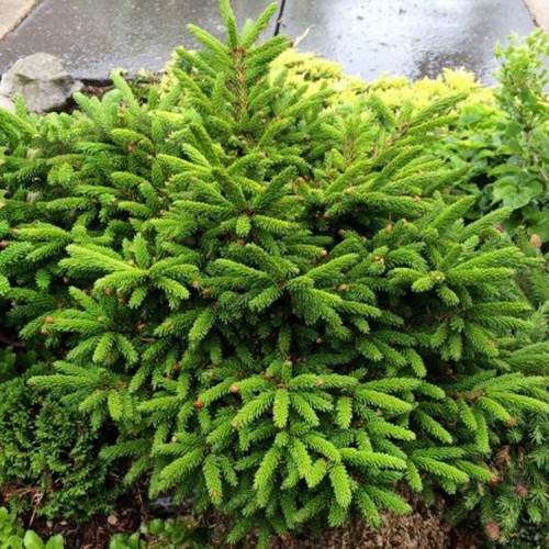 Eglė serbinė (Picea orientalis) 'JUWEL'