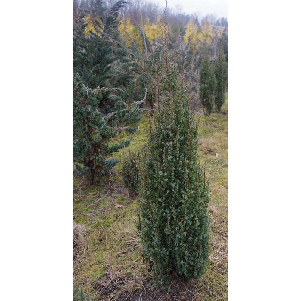 Juniperus communis / Kadagys paparstasis “WILSEDER BERG” 