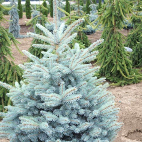Eglė dygioji (Picea pungens) 'BABY BLUE EYES'