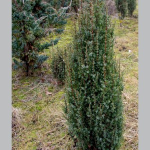 Juniperus communis / Kadagys paparstasis “WILSEDER BERG” 