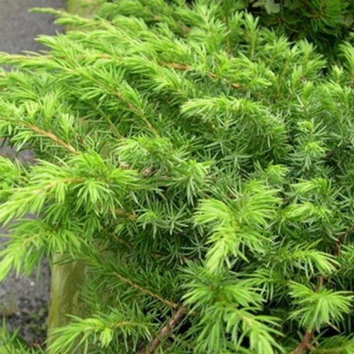 Juniperus conferta / Kadagys pajūrinis “SCHLAGER” 