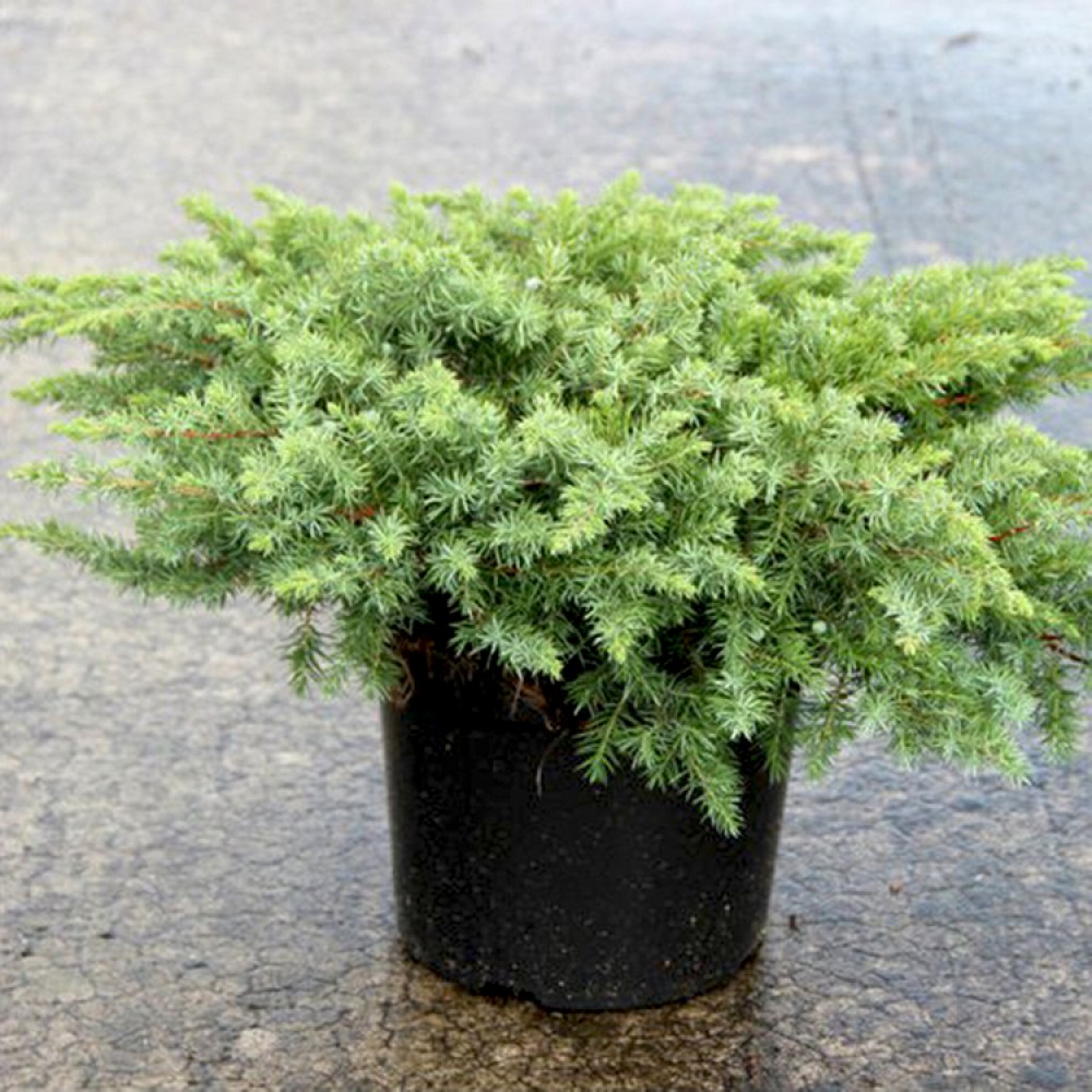 Juniperus conferta / Kadagys pajūrinis “SCHLAGER” 