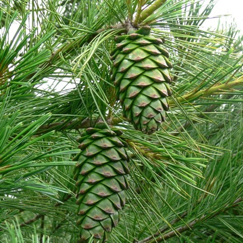 Pušis kininė Armando (Pinus armandii)