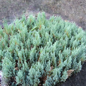Kadagys gulsčiasis (Juniperus horizontalis)  'BLUE FOREST'