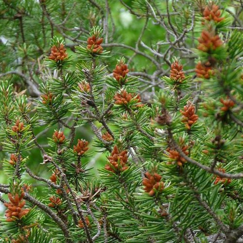 Pušis bankso (Pinus banksiana)