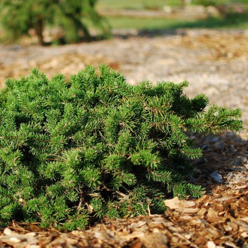 Pušis bankso (Pinus banksiana) 'SCHOODIC'
