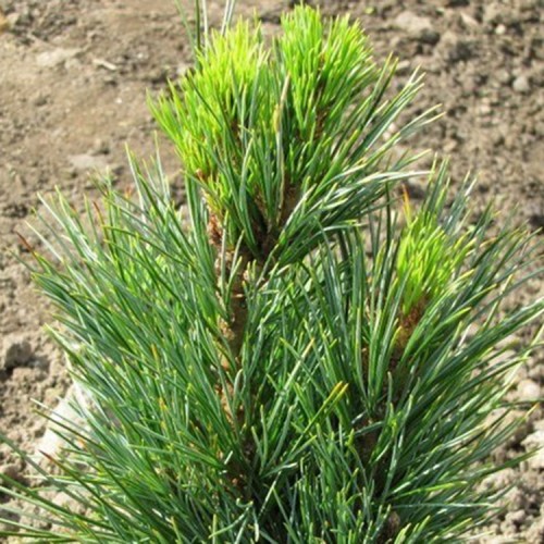 Pušis kedrinė (Pinus cembra) 'SARTORI'