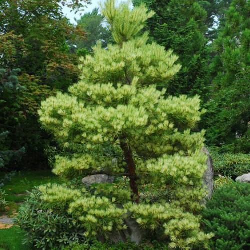 Pušis gausiažiedė (Pinus densiflora) 'OCULUS DRACONIS'