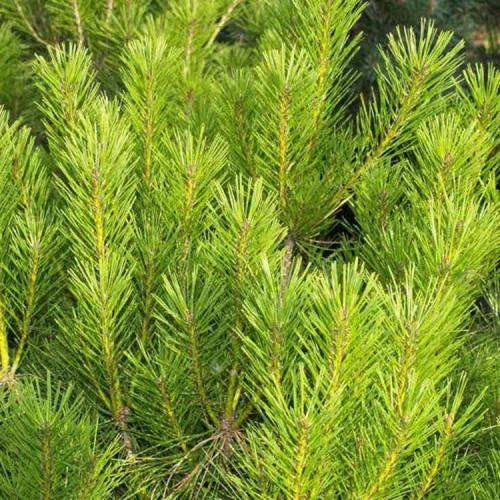 Pušis gausiažiedė (Pinus densiflora) 'UMBRACULIFERA'