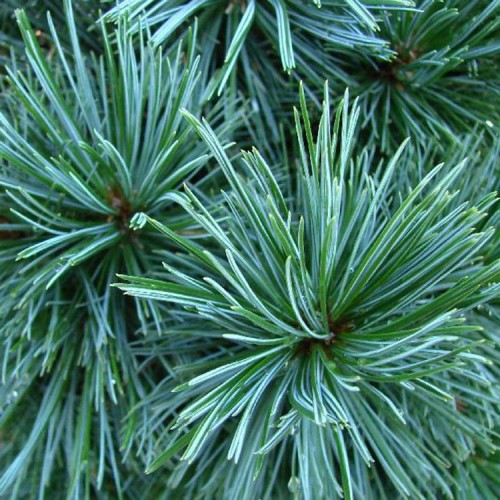 Pušis lanksčioji (Pinus flexilis) 'VANDERWOLF'S PYRAMID'