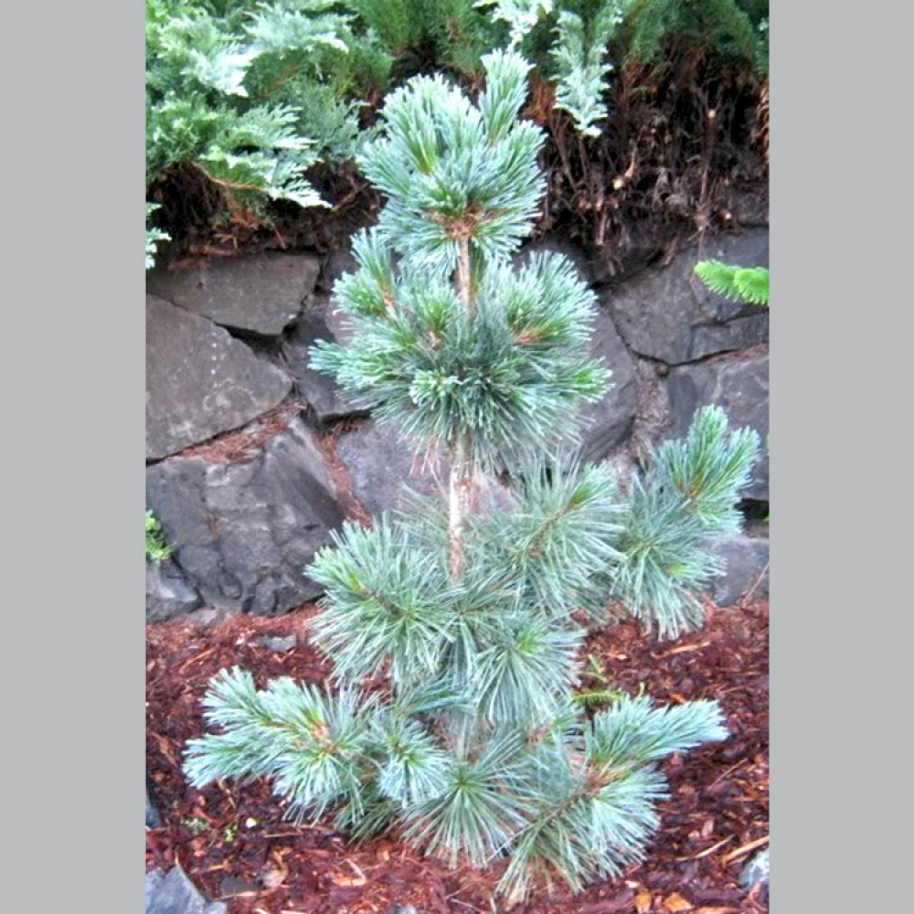 Pušis lanksčioji (Pinus flexilis) 'VANDERWOLF'S PYRAMID'