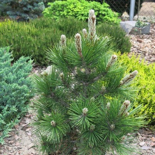 Pušis baltažievė (Pinus heldreichii) 'DOLCE DORME' (syn. P. leucodermis)