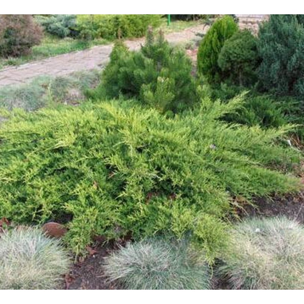 Kadagys gulsčiasis (Juniperus horizontalis) 'PRINCE OF WALES'