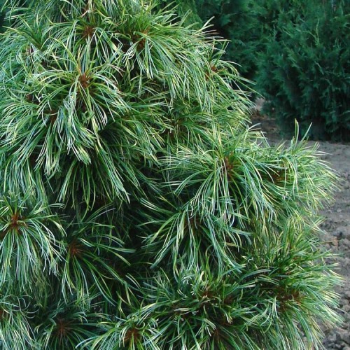 Pušis korėjinė (Pinus koraiensis) 'JACK CORBIT'