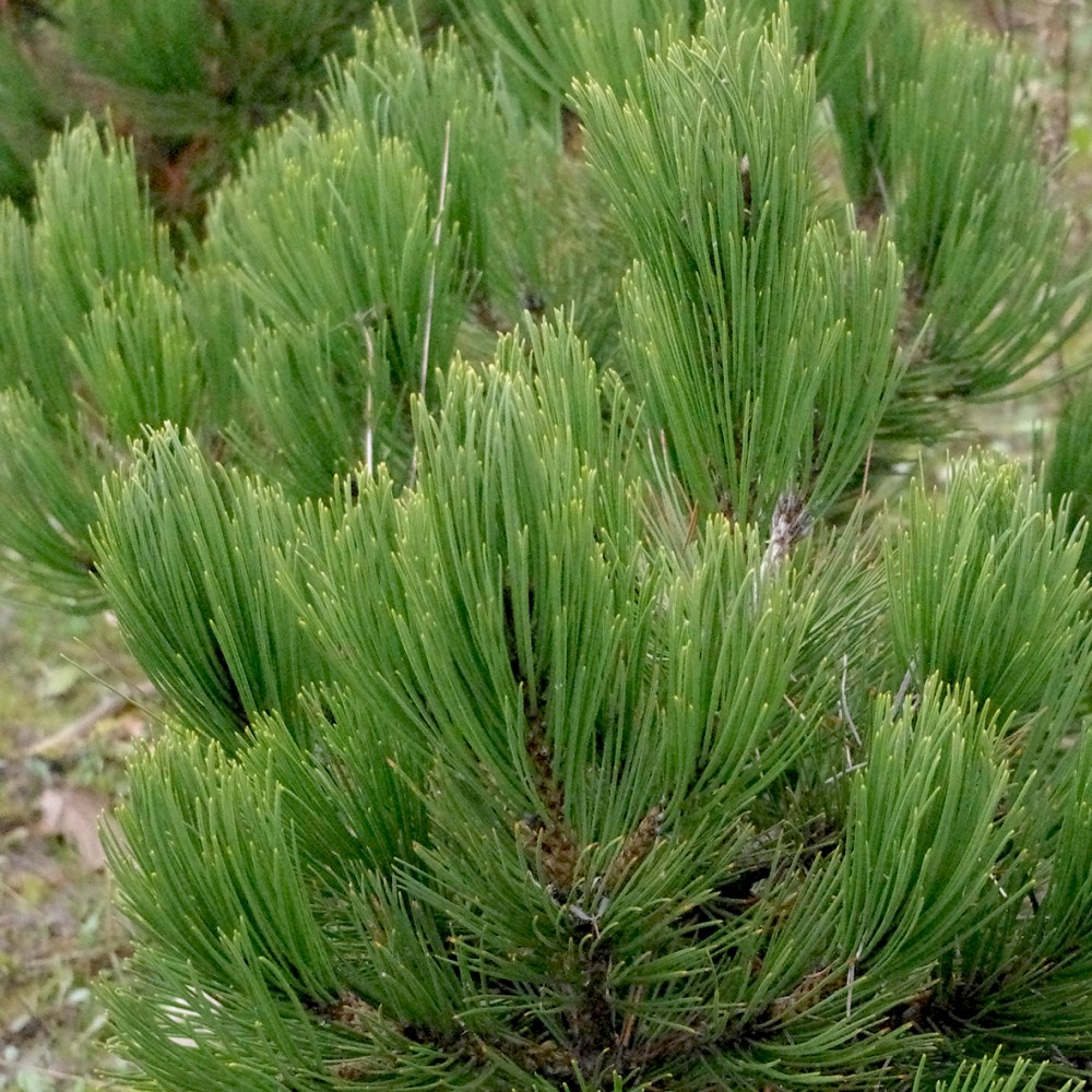 Pušis baltažievė (Pinus leucodermis) 'LITTLE GEM'
