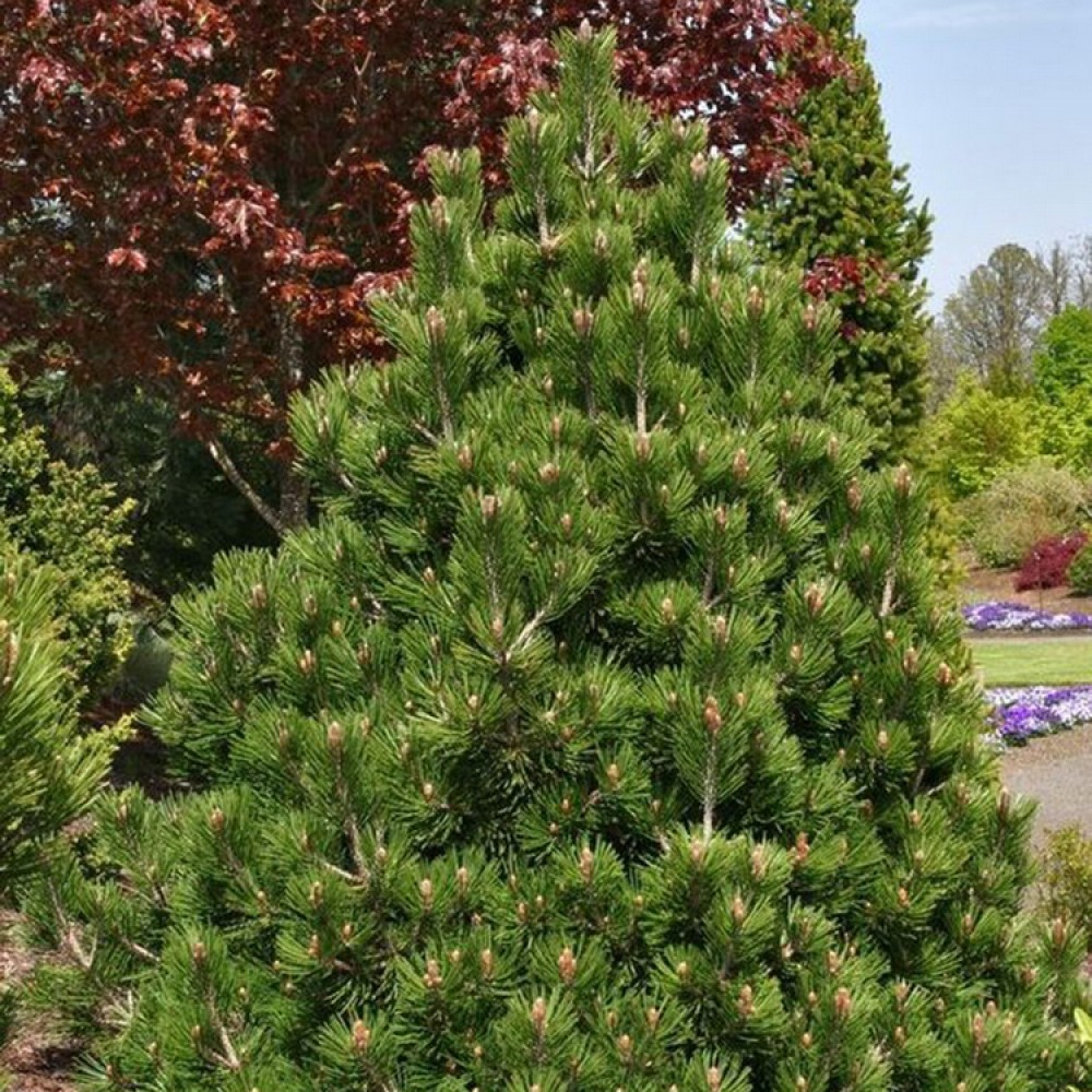 Pušis baltažievė (Pinus leucodermis) 'LITTLE GEM'