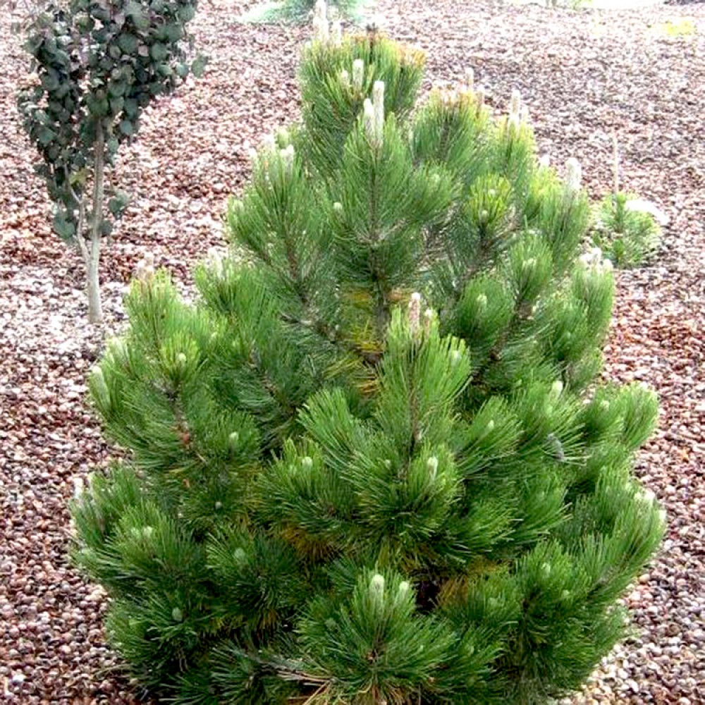 Pušis baltažievė (Pinus heldreichii) 'NANA' (syn. P. leucodermis)