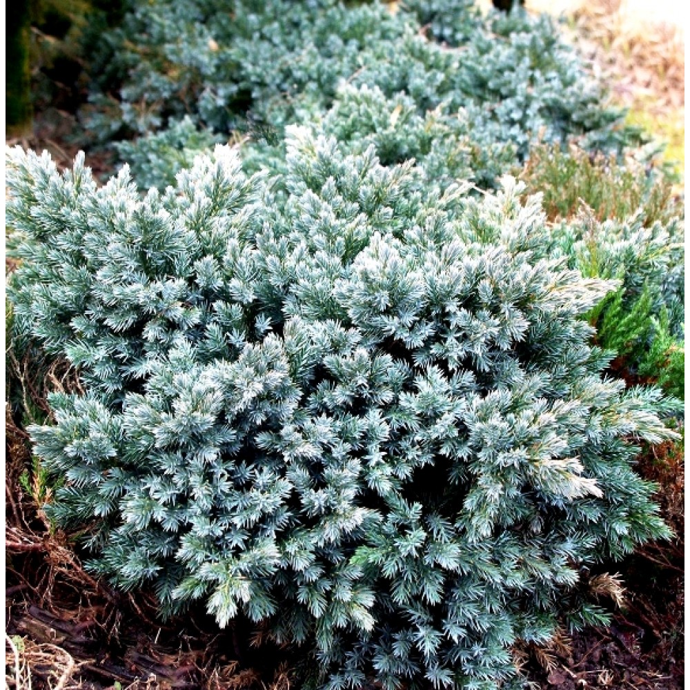 Kadagys žvynuotasis  (Juniperus squamata) 'BLUE STAR'