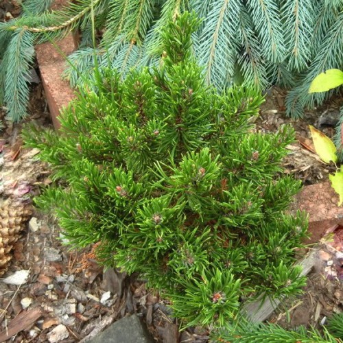 Pušis kalninė (Pinus mugo) 'EDSAL WOOD'