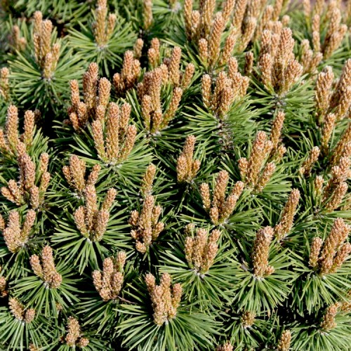 Pušis kalninė (Pinus mugo) 'FISCHLEINBODEN'