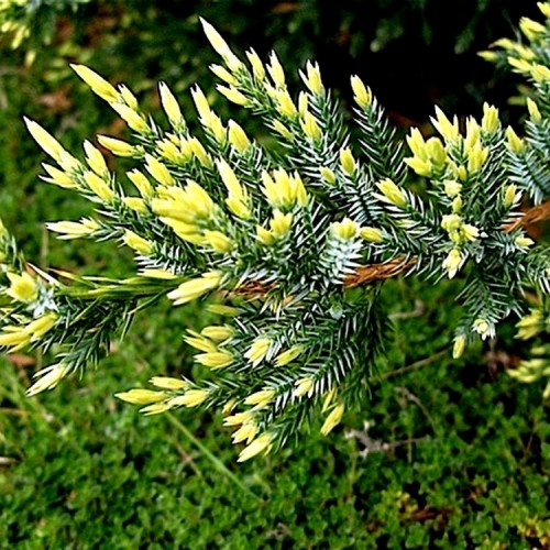 Juniperus squamata / Kadagys žvynuotasis “HOLGER”