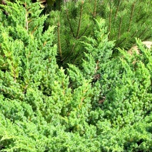 Juniperus squamata / Kadagys žvynuotasis “HUNNETORP”