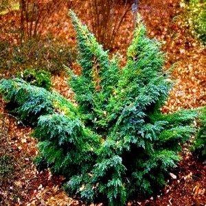 Juniperus squamata / Kadagys žvynuotasis “HUNNETORP”