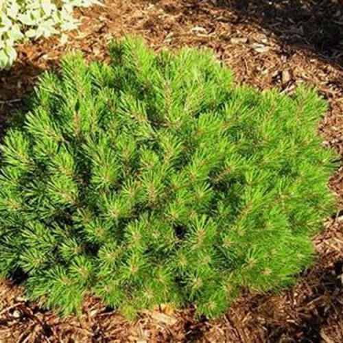 Pušis kalninė (Pinus mugo) 'LILIPUT'