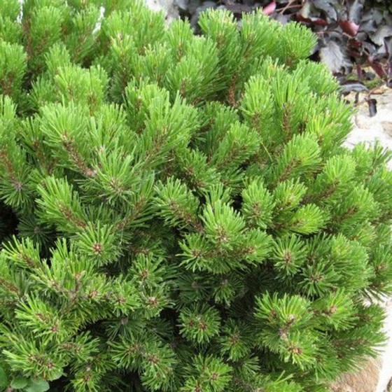 Pušis kalninė (Pinus mugo) 'MINI GLOBUS'