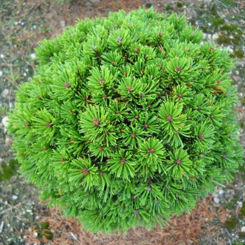 Pušis kalninė (Pinus mugo) 'MINIKIN'