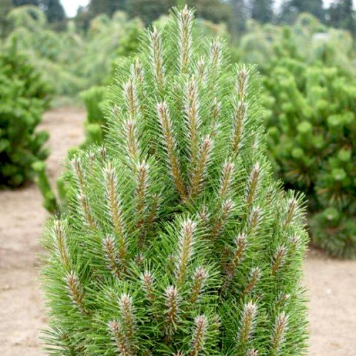 Pušis juodoji (Pinus nigra) 'FRANK'