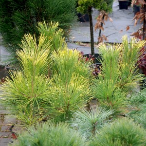 Pušis juodoji (Pinus nigra) 'GOLDFINGER'
