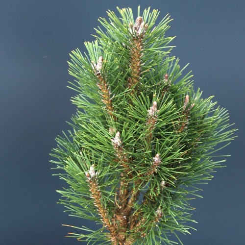 Pušis juodoji (Pinus nigra) 'KOMET'