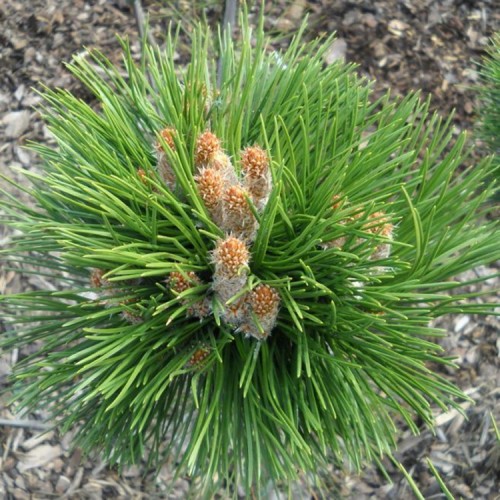 Pušis juodoji (Pinus nigra) 'LUCIA'