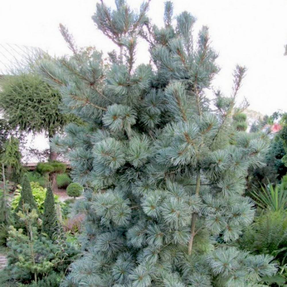 Pušis smulkiažiedė (Pinus parviflora) 'BLAUER ENGEL'