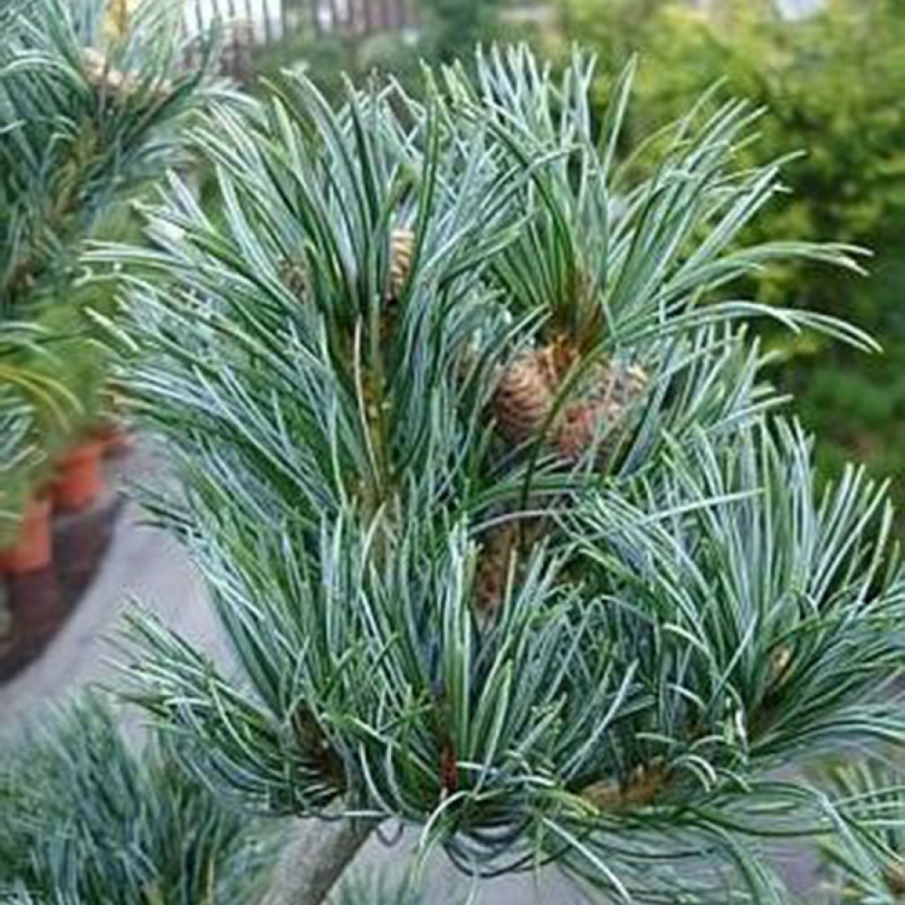 Pušis smulkiažiedė (Pinus parviflora) 'BLAUER ENGEL'