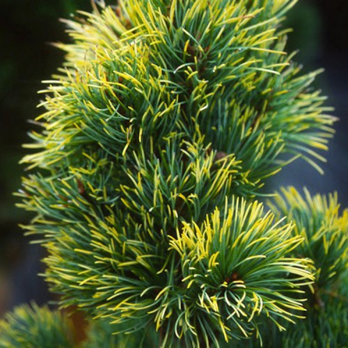 Pušis smulkiažiedė (Pinus parviflora) 'GOLDILOCKS'